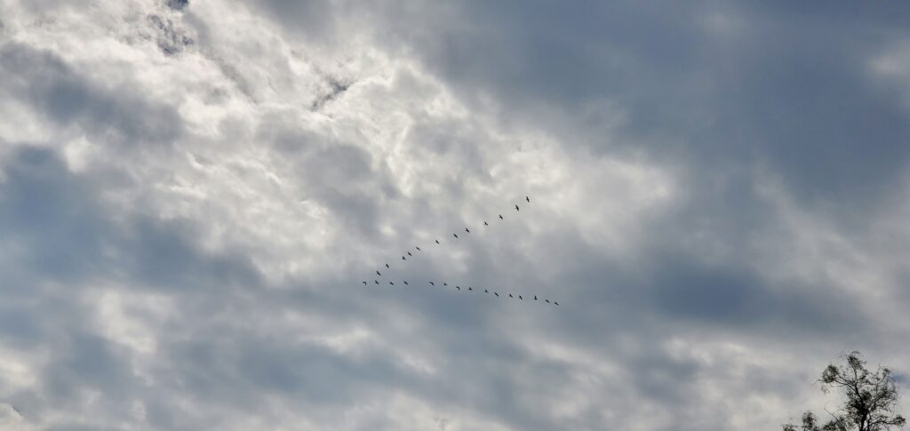 A "V" formation of mud hens (coots) flying against the background of the overcast sky.